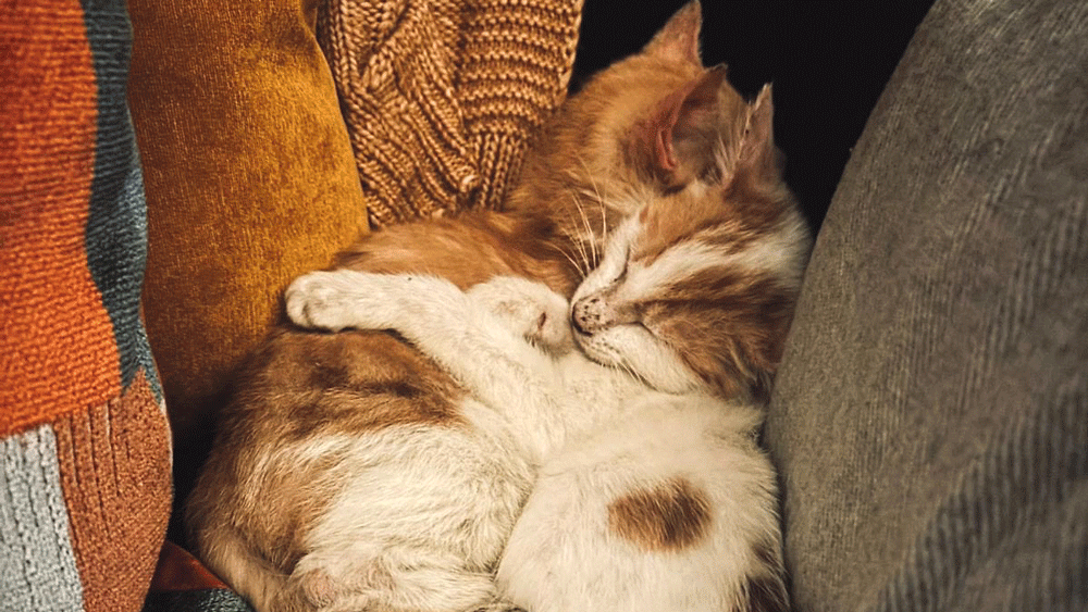 Locals raise over €5,000 for non-profit Animal Aid mission