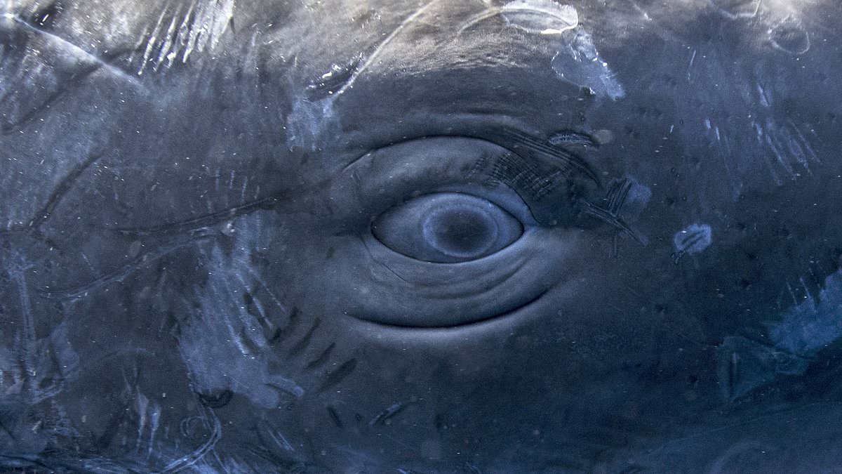 Scientists decode secret language of non-human intelligence beneath Earth's oceans