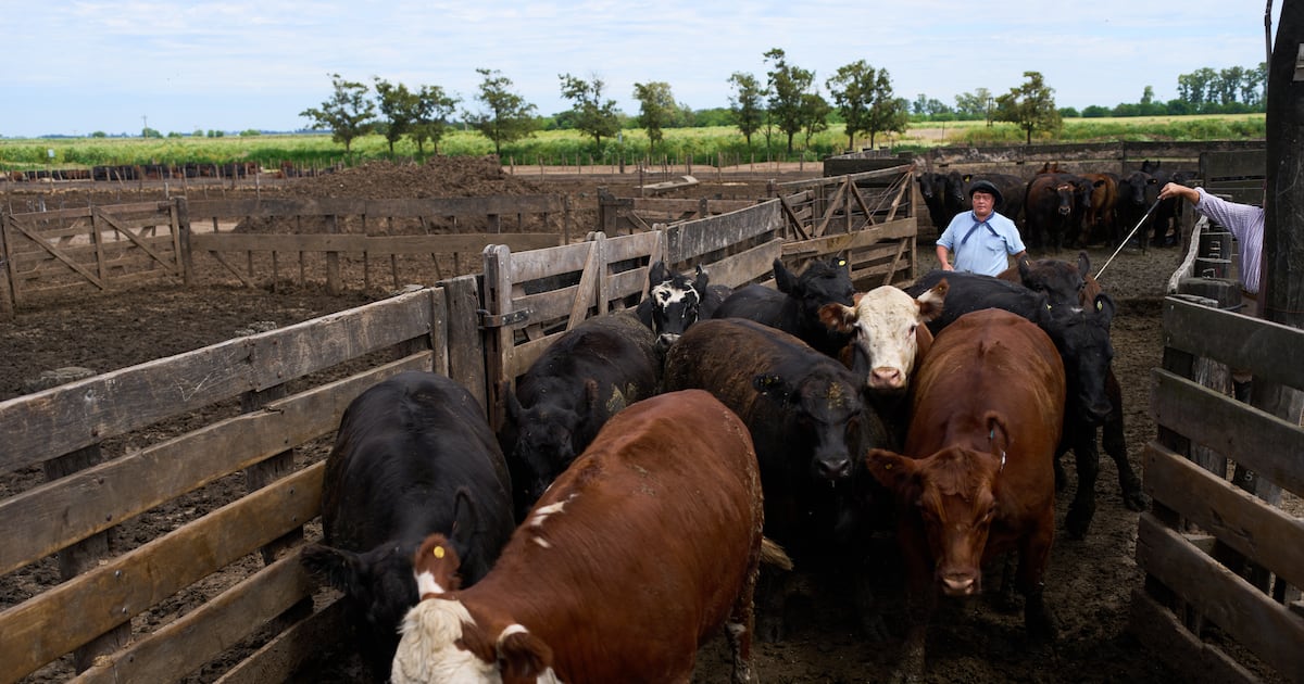 Beef inflation hits world as supply shock halves herds and lifts prices