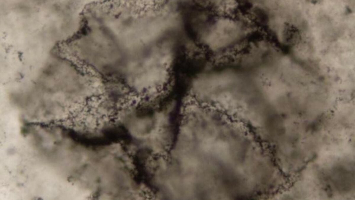 AI Uncovers Evidence of Life in 3.3-Billion-Year-Old Rocks