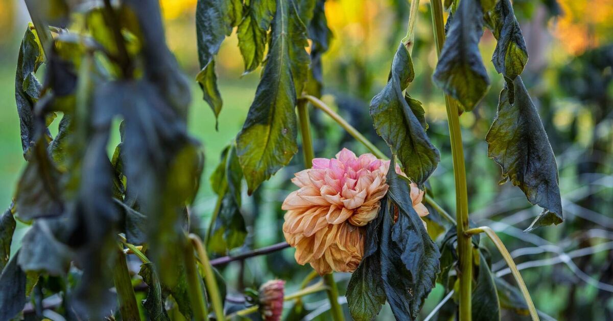 Peter Dowdall: Frost signals season's end for certain plants. Here's how to manage their downtime