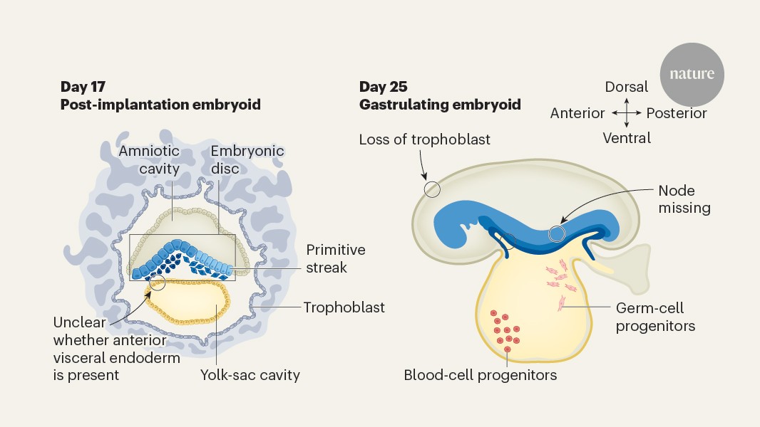 Primate embryo model leaps across developmental boundaries
