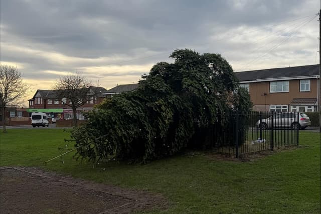'A disgusting act' - Suspect charged with criminal damage after Christmas tree is felled