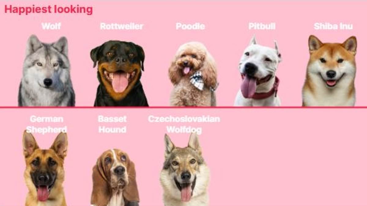 The happiest-looking dogs, according to science - so, do you agree that German shepherds should top the table?