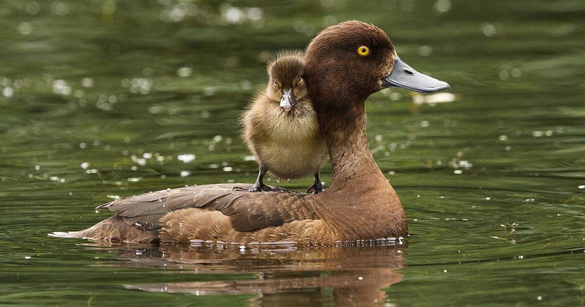 Ducking and diving: Irish Examiner Readers' Photography Competition winner unveiled