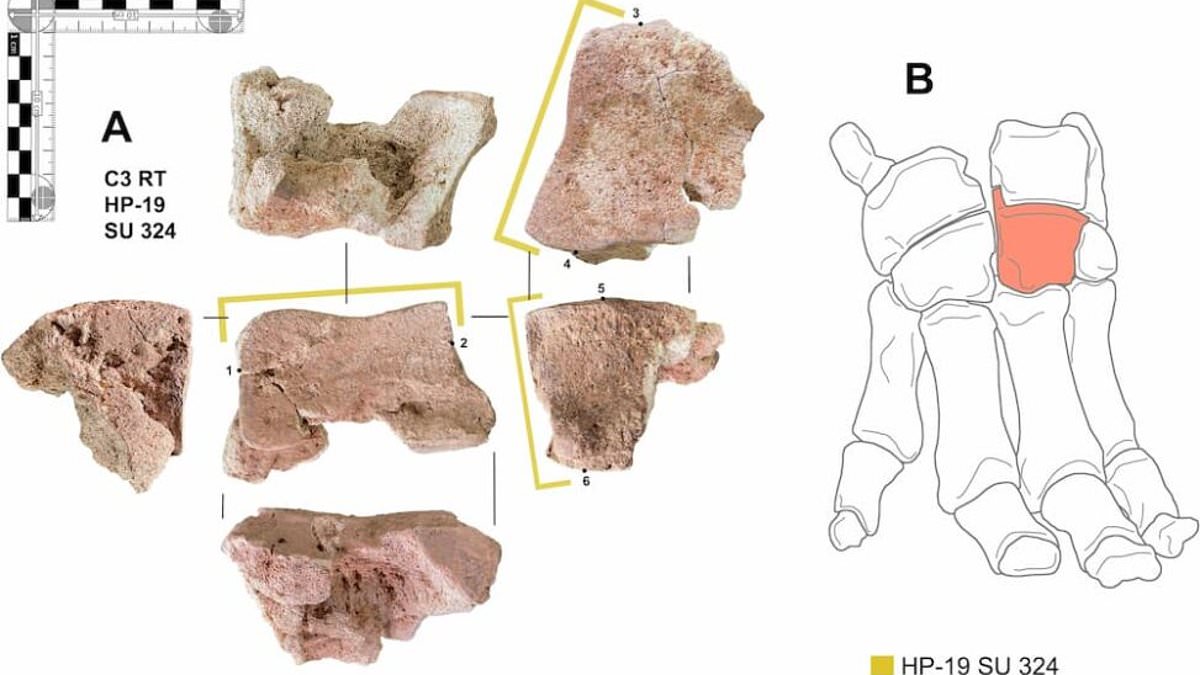 The bone that proves Hannibal really DID cross the Alps with elephants: Archaeologists find first direct evidence for the beasts of war
