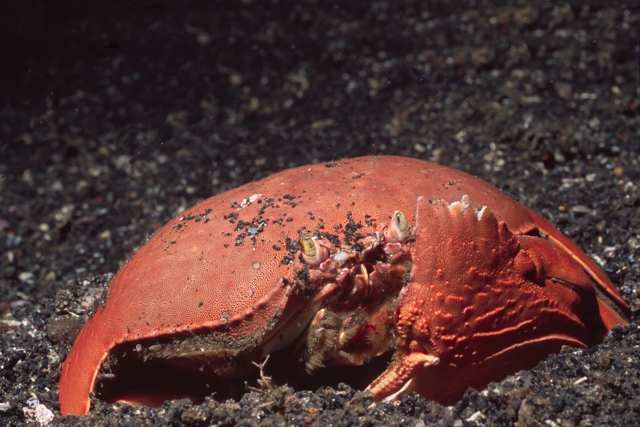 Food influencer dies from eating poisonous ‘devil crab’ while filming video