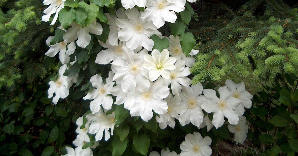 Garden Digest: Events to help you to enjoy your green spaces  