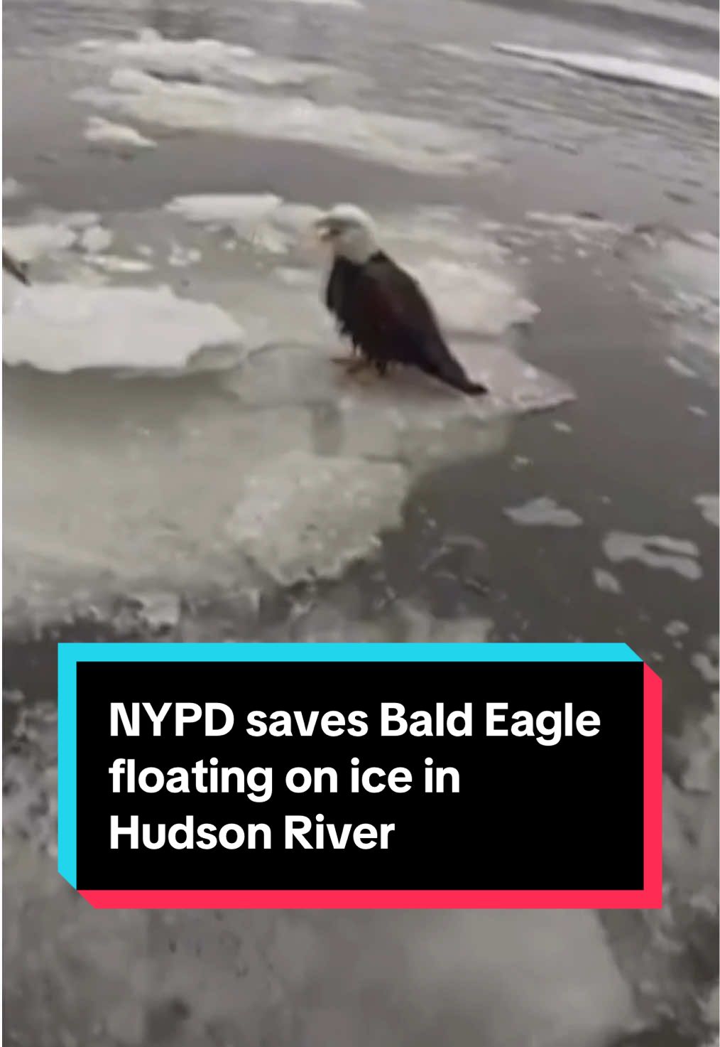 NYPD officers jumped into action to save an injured bald eagle that was stranded on a piece of floating ice in the Hudson River. Officers spotted the bird while on patrol Tuesday near the George Washington Bridge. The bird was saved using an animal control pole to help bring it onto the boat. The eagle was handed over to the animal sanctuary Raptor Trust for treatment and rehab, according to officials. #nypd #baldeagle #hudson #NYC