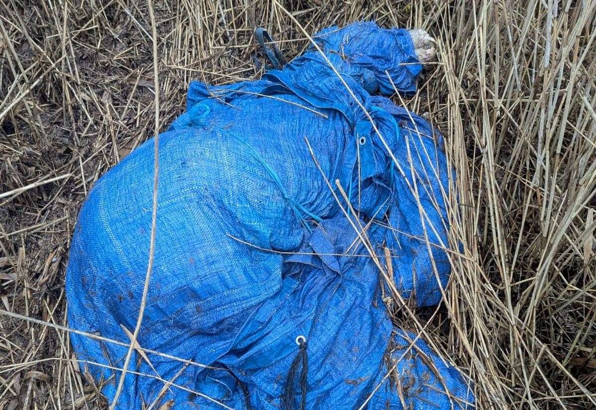 Dead ponies dumped in field covered in plastic