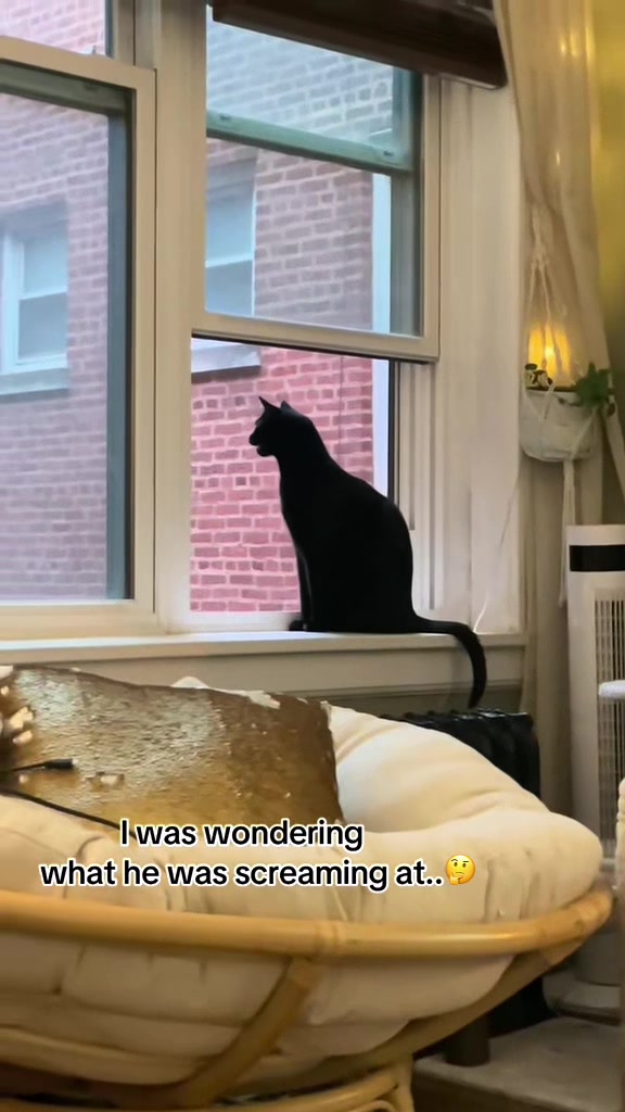 Kitty stare down 😅(🎥:@alyson 🐈‍⬛)