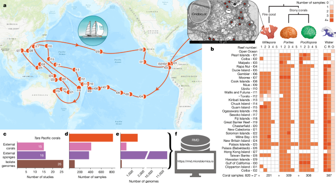 Coral microbiomes as reservoirs of unknown genomic and biosynthetic diversity