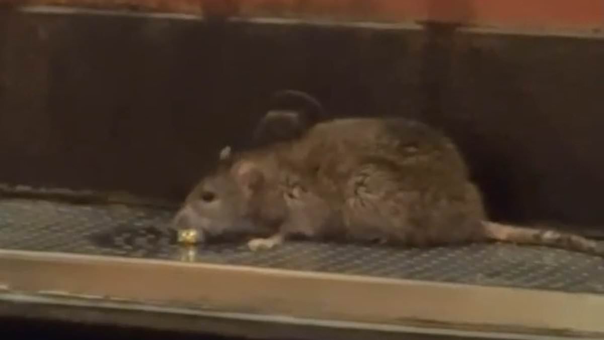 Outrage over video of RAT enjoying beer at Pittsburgh tap house