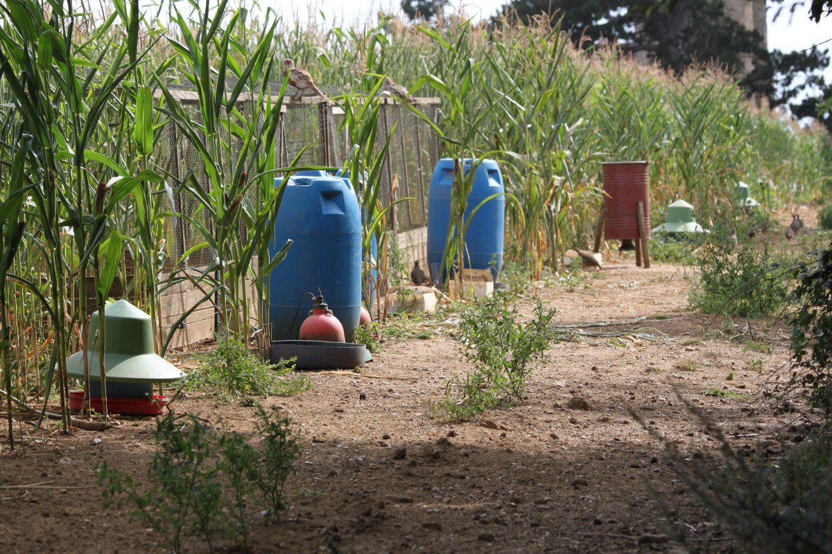 More restrictions expected for gamebird releases this year on/near Special Protected Areas in England