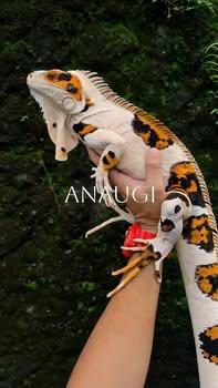 Brecht Corbeel: Snow Iguana BP morph 

#iguana
#petlove
#animallove