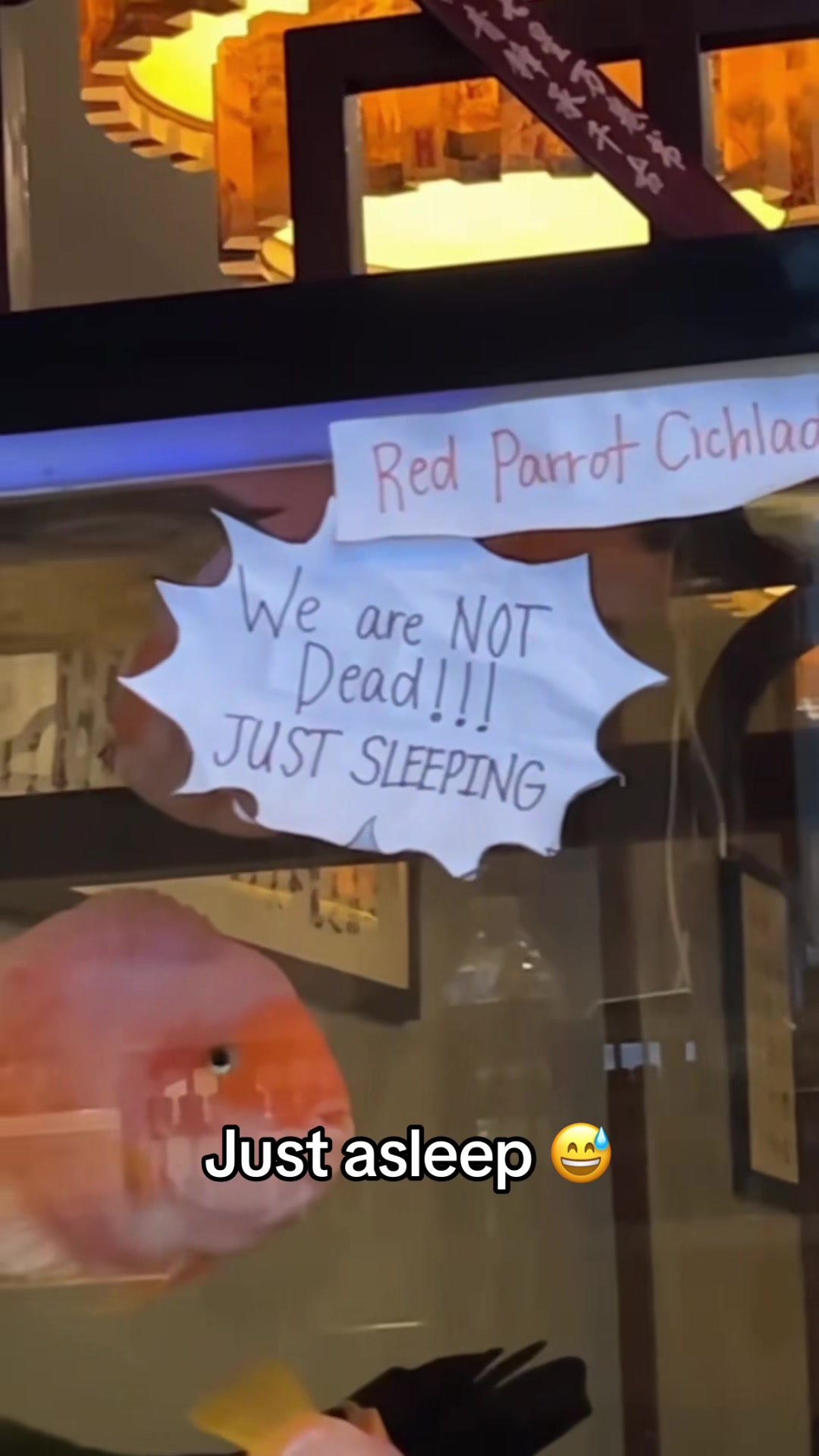 Just a nap 😂 (🎥:@spongebobluvaa95)