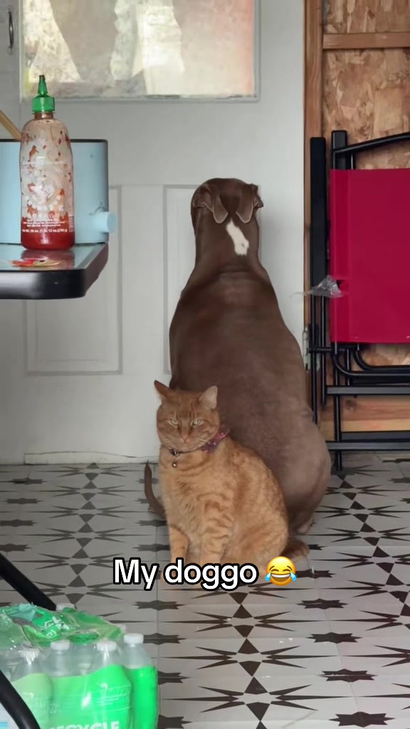 In timeout 😂 (🎥:@Shy Oma)