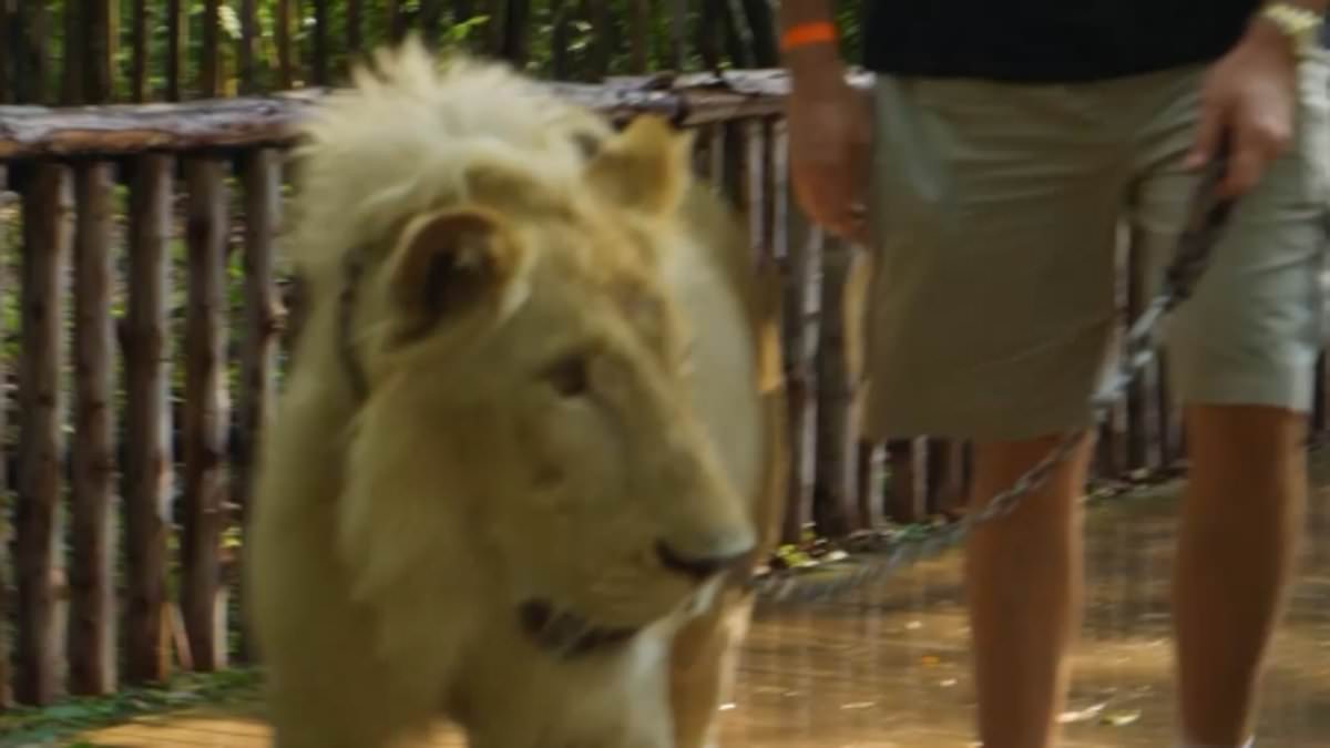Tyson Fury takes a LION for a stroll as Gypsy King prepares for comeback fight with Arslanbek 'The Lion' Makhmudov
