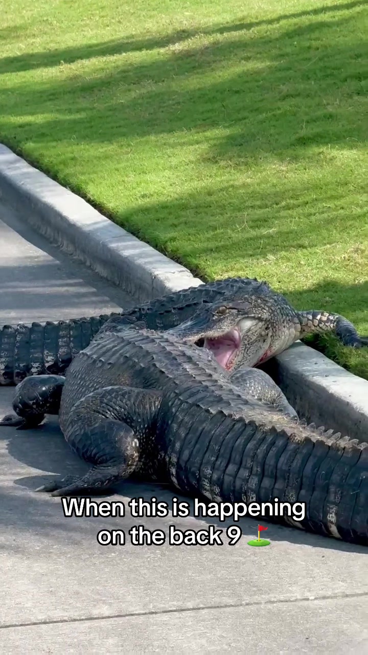 Happy Gilmore would like a word 😦 (🎥:RyanGramza/ig)