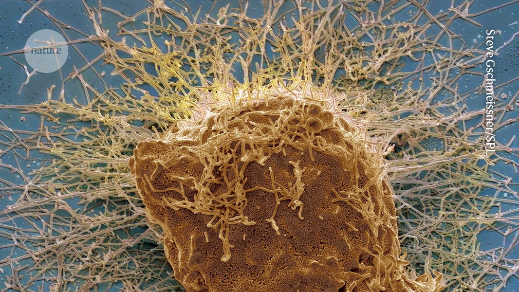 Your nose contains multitudes — of long-lived immune cells