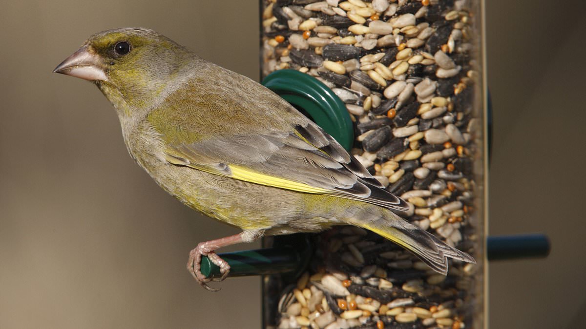 Alarming decline of common garden bird: Greenfinch numbers in Britain have PLUMMETED by more than 67% - leaving the species at risk of extinction, RSPB warns