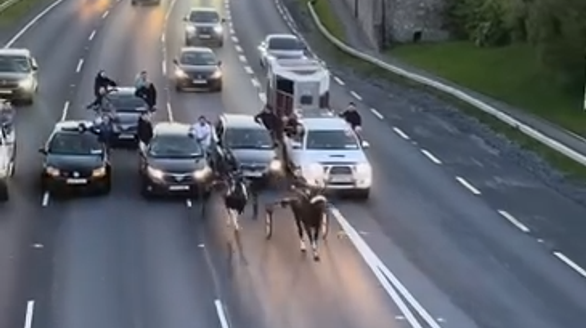 Footage of sulky racing on busy high speed road slammed as 'dangerous and unacceptable'