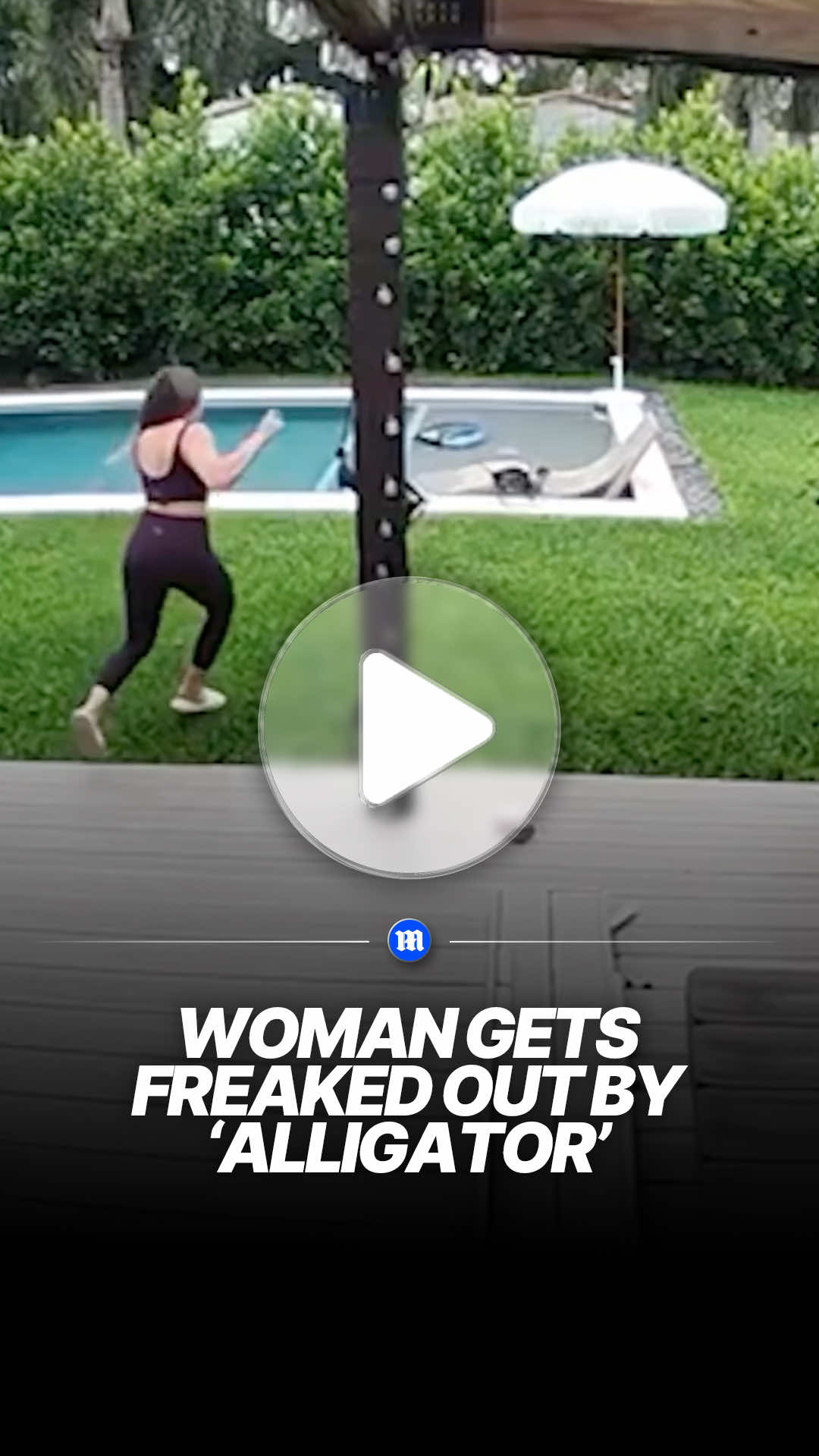 Woman freaked out by ‘alligator’ in her garden. Her husband couldn’t help but laugh 😅 Alligators are large semi-aquatic reptiles found mainly in the southeastern United States and parts of China, and they are widely discussed in searches related to alligator habitat, American alligator behavior, swamp wildlife ecosystems, and the key differences between alligators and crocodiles, particularly in Florida’s Everglades. They are also commonly explored in relation to alligator attacks, wildlife safety, reptile conservation, and crocodilian biology, making them a major focus in nature documentaries, wetland ecosystem research, and animal education content. #Alligator #AmericanAlligator #Wildlife