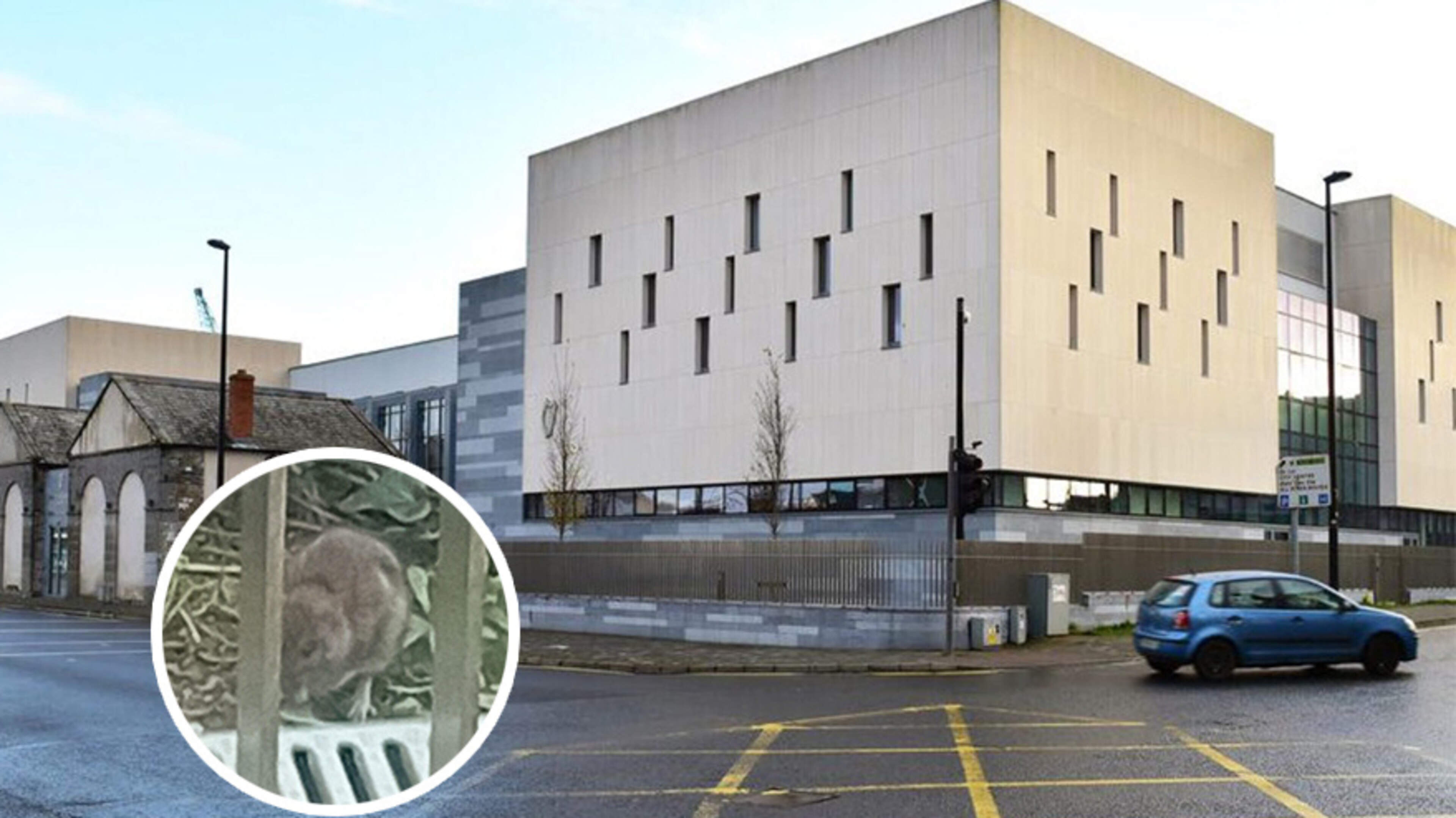 Staff left feeling ‘sick’ as rats swarm Limerick Criminal Court’s buildings