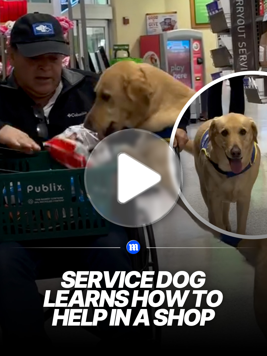 'Service dog training goes far beyond basic obedience. Every skill is taught step by step through structure, patience, and real-world training environments.' #dogs #service #america #help
