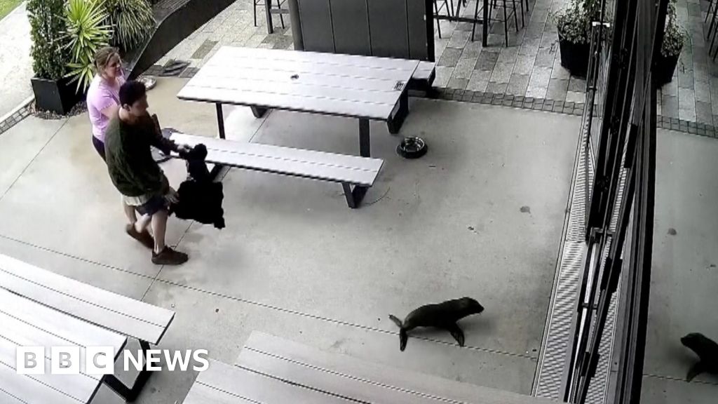 Watch: A baby seal walks into a bar...