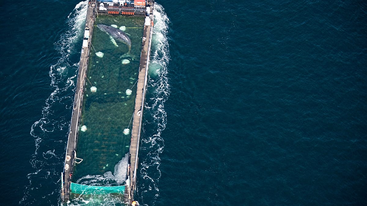 Video. Humpback whale stranded in Germany released into North Sea