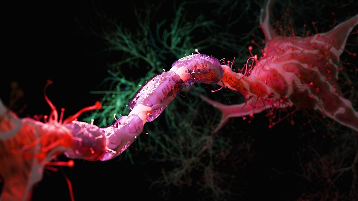 Cutting Calories by 30% May Be Enough to Shield Brain Against Aging