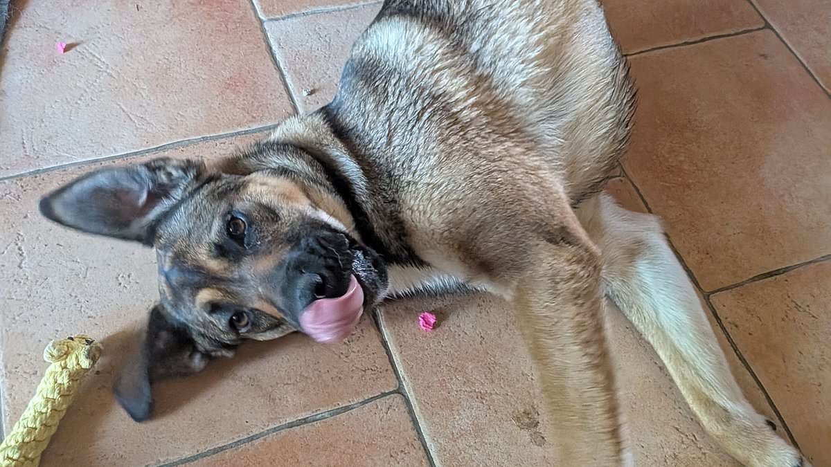Brit stranded in France after friend's cheeky dog eats passport - and what to do if it happens to you