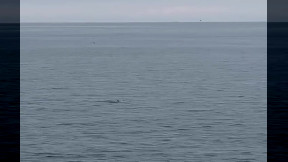 Mare del Salento da tutelare: avvistata una balena al largo di Otranto (video)