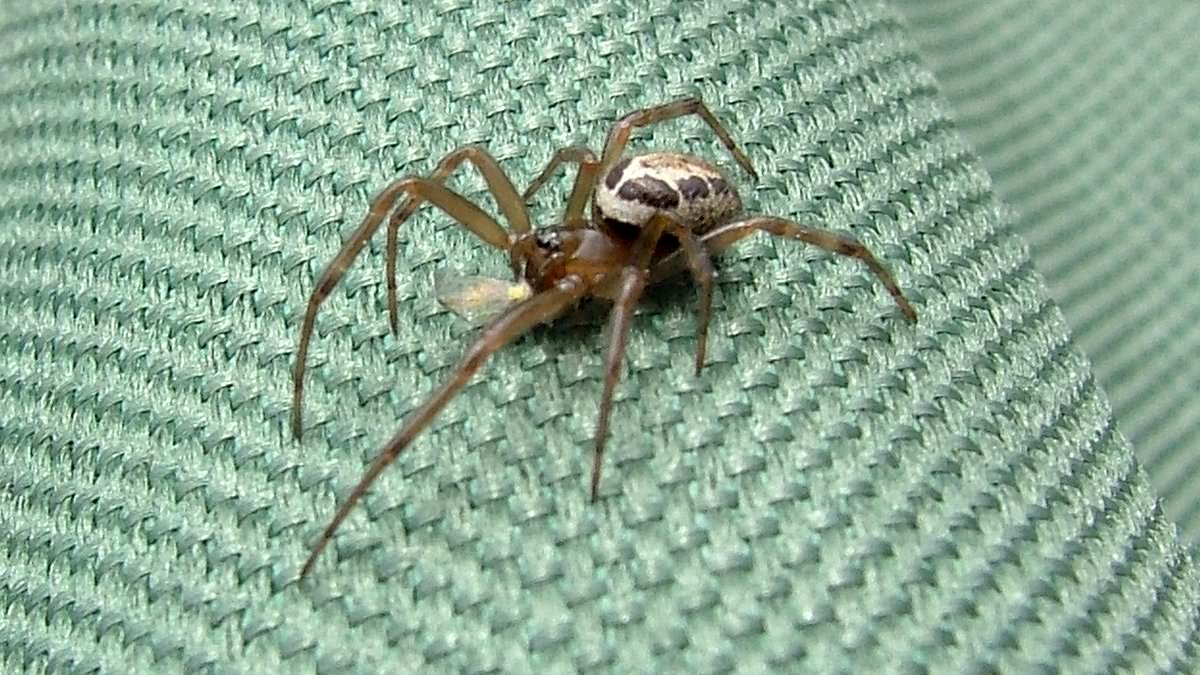 Britain's most dangerous spider strikes in London: Man is left with a gaping hole in his chest after a bite from a false widow