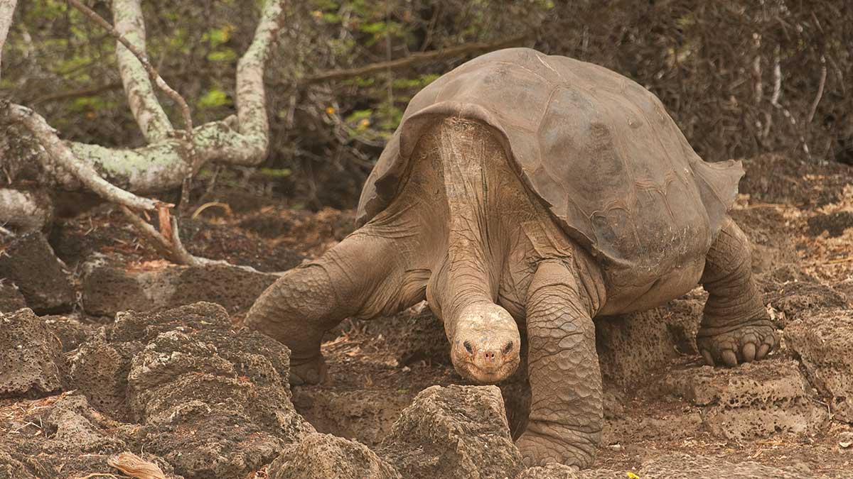 The Extinctions We Watched Happen