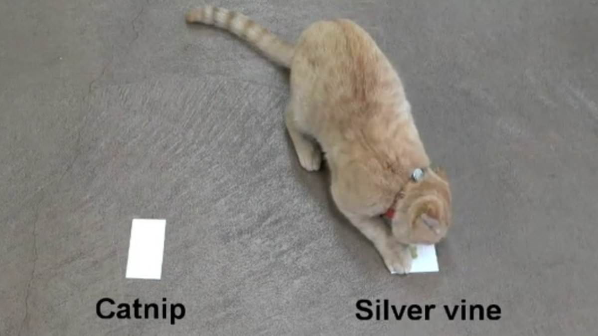 Is your cat secretly getting high? Scientists reveal the little-known plant that sends felines into even more of a frenzy than catnip