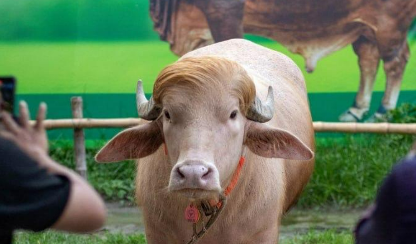 700 Kilogram Albino Buffalo From Bangladesh Nicknamed After Trump to Be Slaughtered for This Surprising Reason
