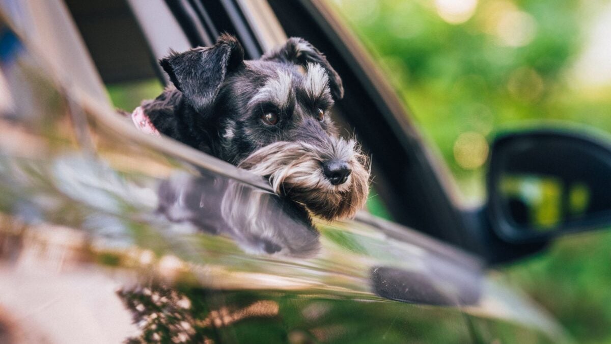 Dog in Car Shoots Woman With Shotgun, Nebraska Police Say