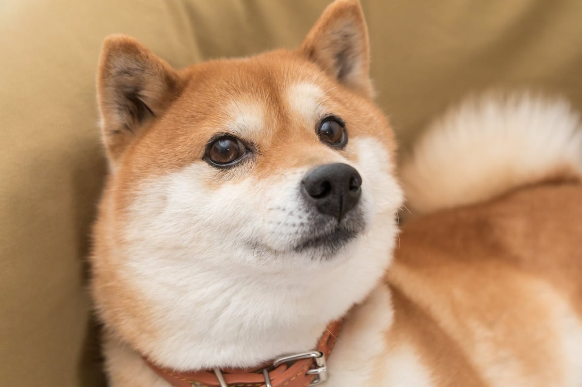 Where Will Dogecoin Be When Crypto Goes Mainstream?