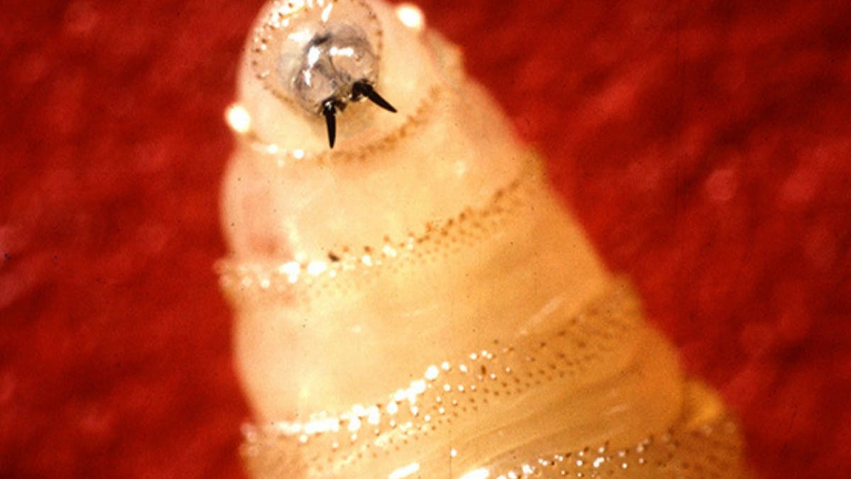Flesh-Eating ‘Screwworm’ Scare Reaches The U.S