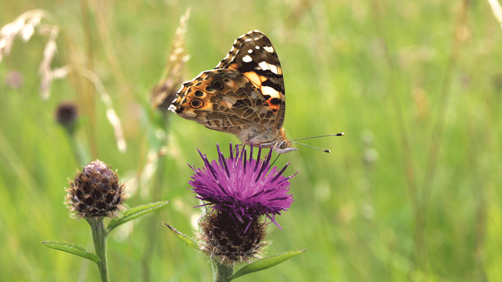 Nature on our doorsteps: The Painted Ladies have arrived…