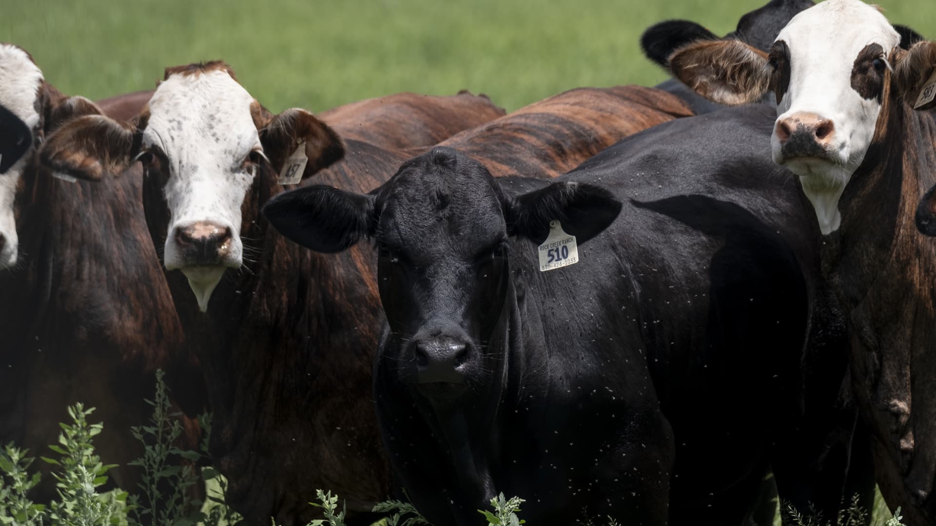 What screwworm's appearance in U.S. cattle could mean for beef prices this summer