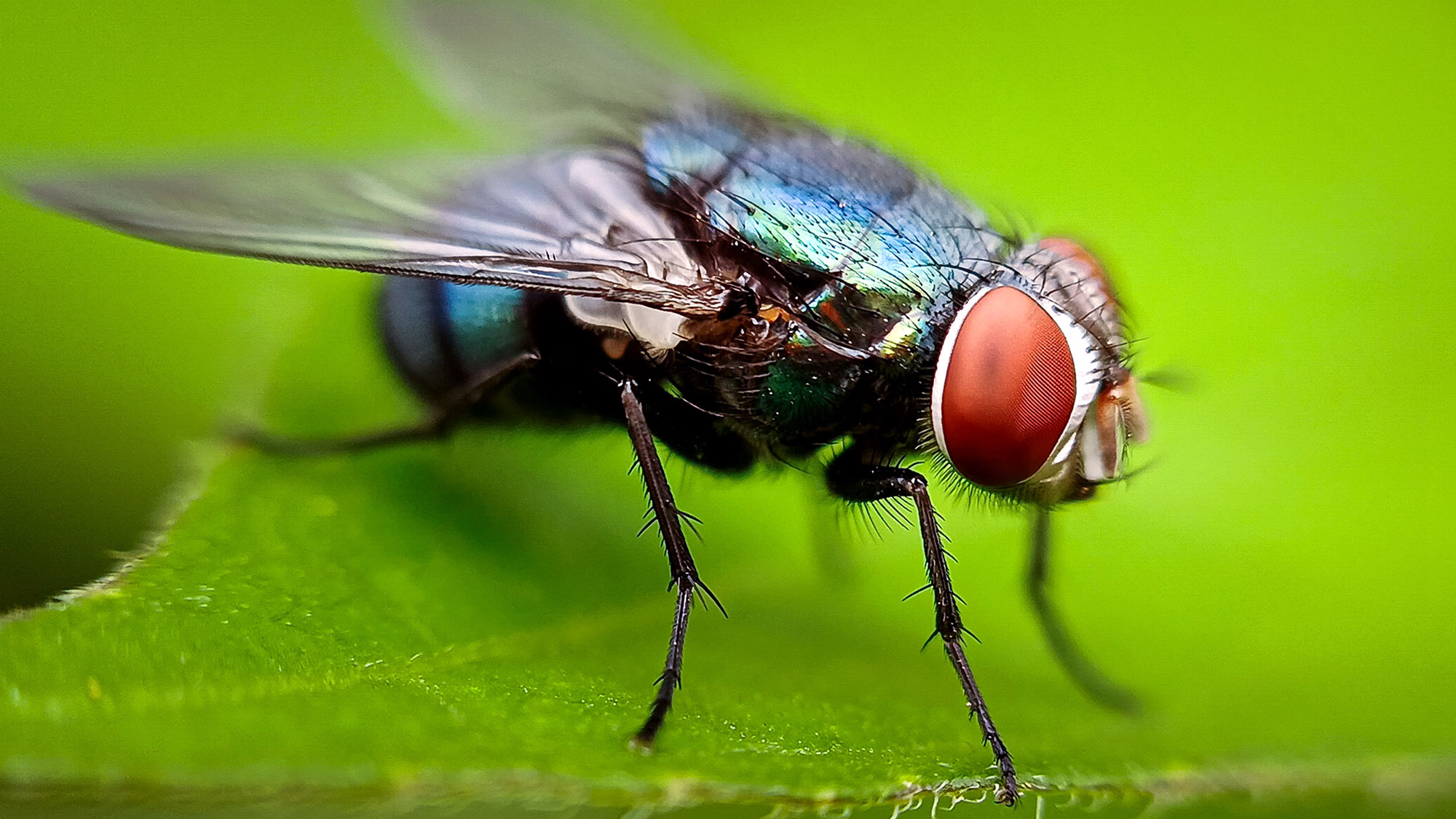 What To Know About Screwworm
