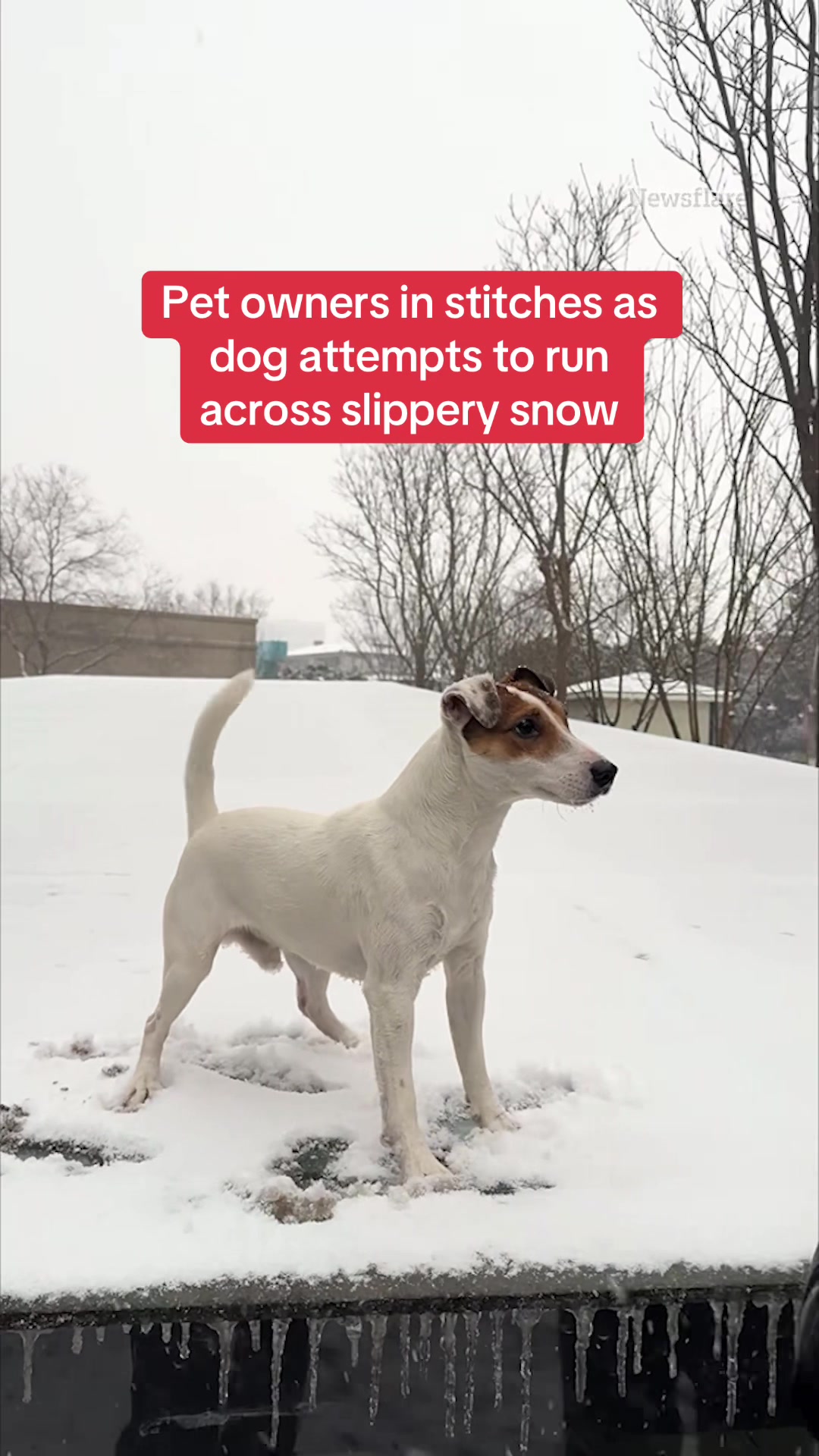 Watch the hilarious moment a pet owner was left in stitches as their dog attempted to run across some slippery snow. #dog #snow #pets