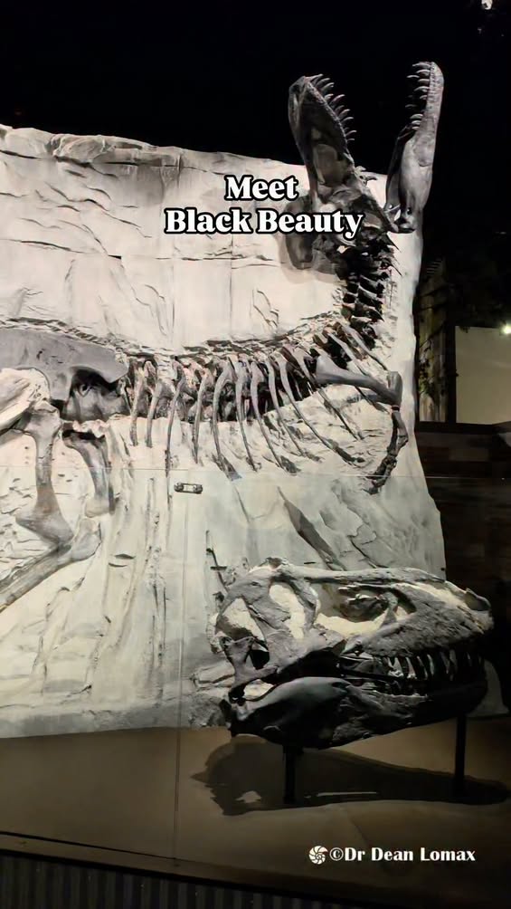 This is the Tyrannosaurus rex known as "Black Beauty."  The skeleton was found in the 1980s in southern Alberta, Canada,...