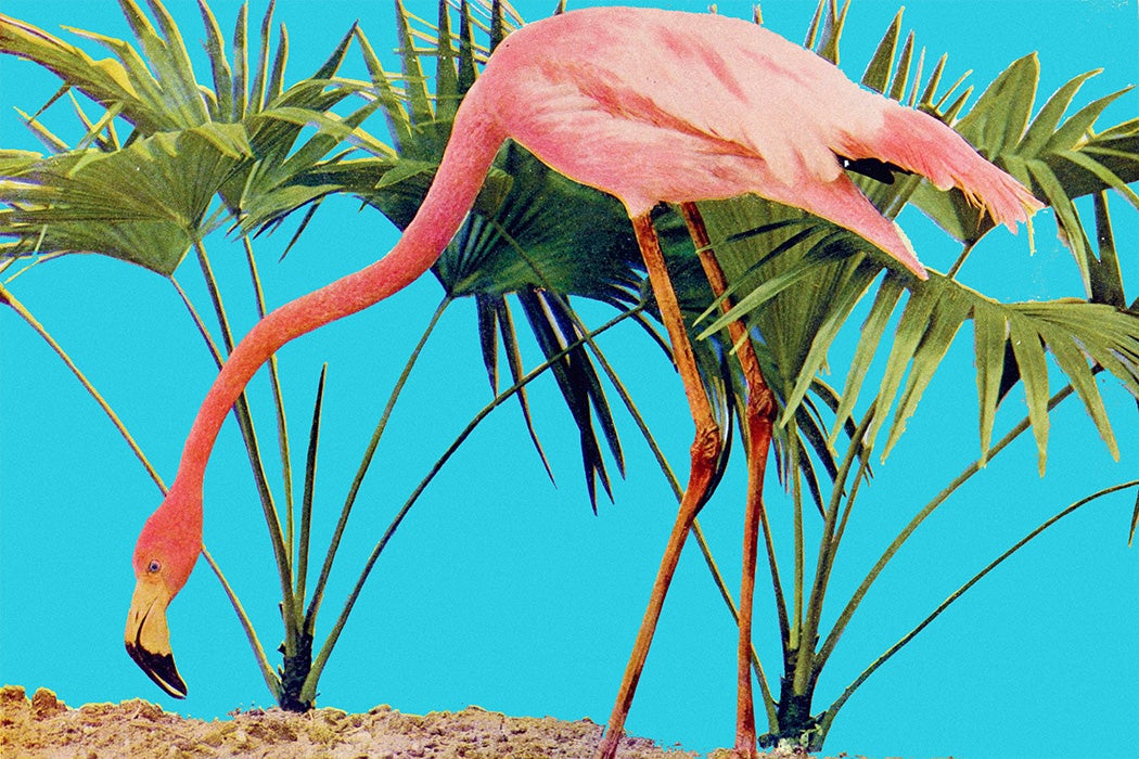 The Return of Florida’s Wild Flamingos