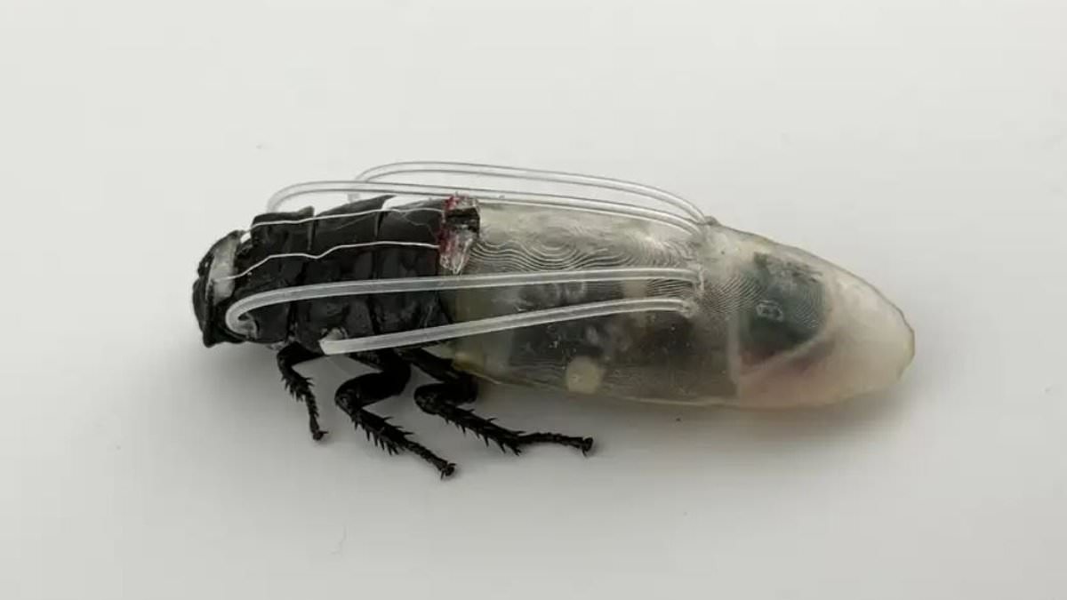 Scientists develop diving suits for cyborg cockroach swarms - and it could enable them to explore Mars