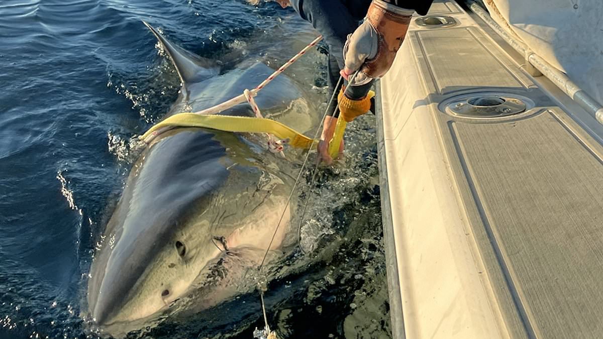 Biggest great white shark ever recorded in Atlantic resurfaces after vanishing for months