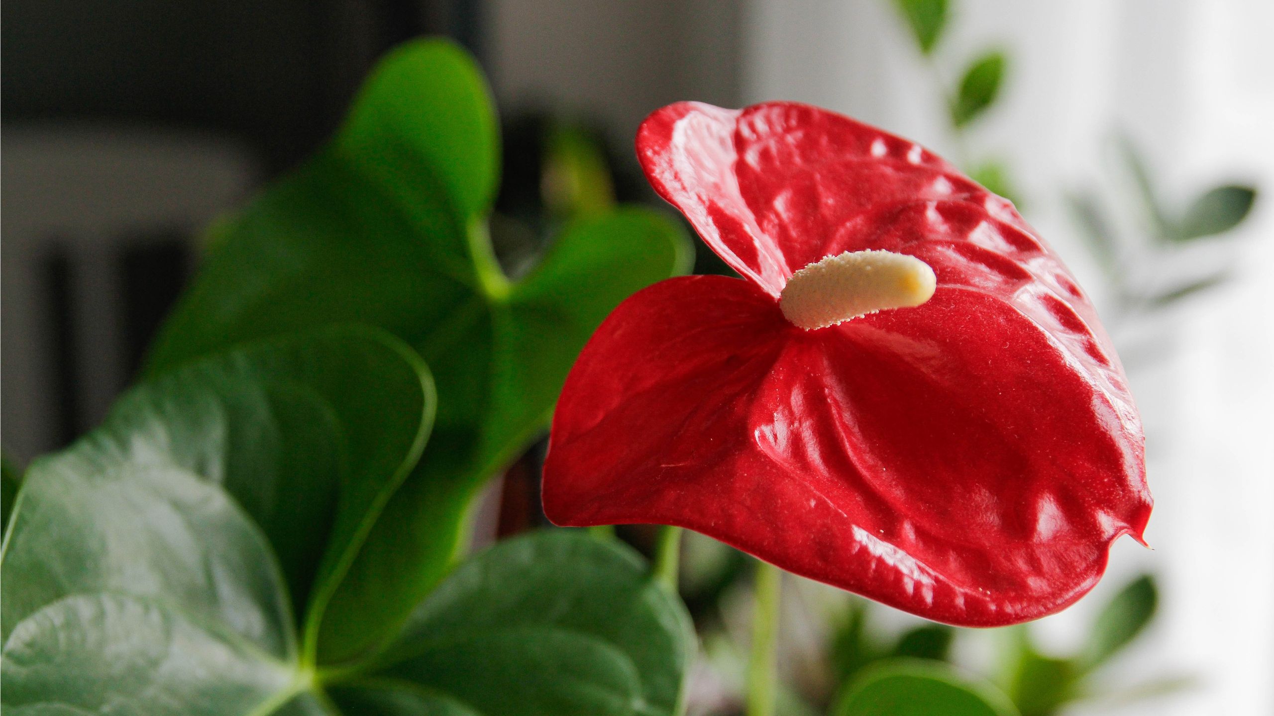 Forget Fussy Orchids – This Bold Flowering Houseplant Blooms for Months and Is Much Easier to Grow